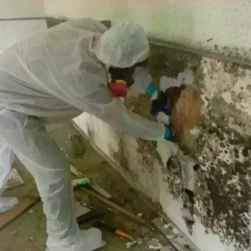 Mold Remediation and Removal in Florida, NY